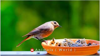 Redstart Black 🐦 video wao 😍 it so cute amazing birds😳#animalsnatural #animalsnature #subscribe by Animals World 120 views 2 years ago 32 seconds