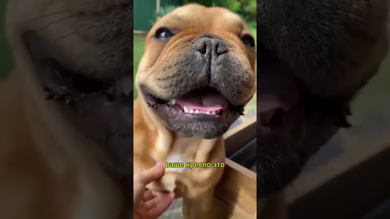 Гладиатор с сердцем льва 