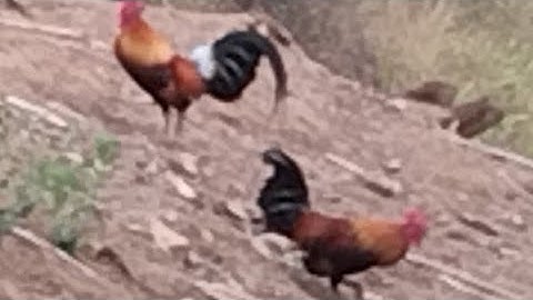 Gà tơ đẹp trai; ntsuag lau qaib qua zoo ,# Và Tòng gà rừng 24