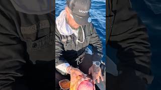 Το ΧΤΆΠΟΔΙ που έγινε ΡΟΦΟΣ😂😂 #ψάρεμα #kayakfishing #fishing