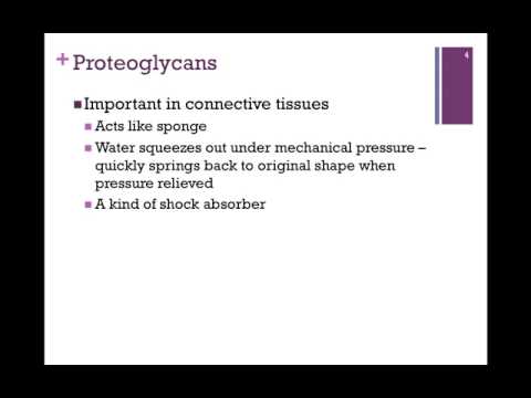080-Proteoglycans
