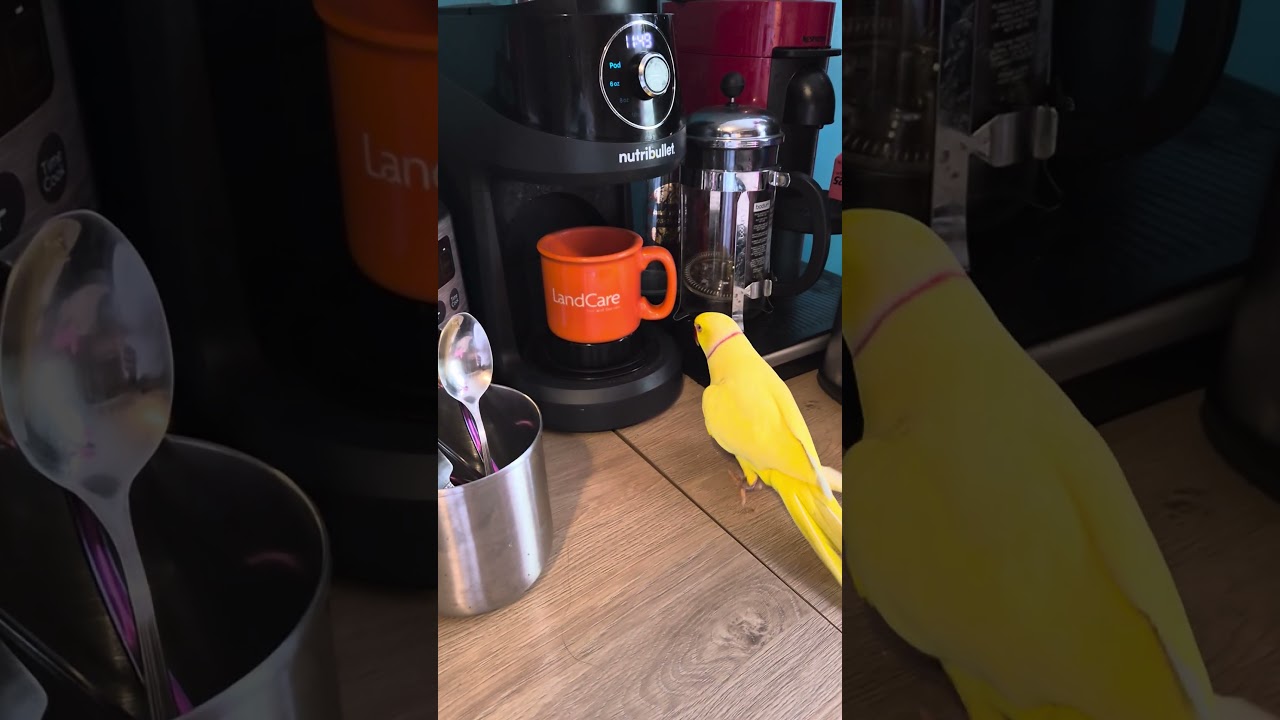 Indian Ringneck loves the smell of coffee