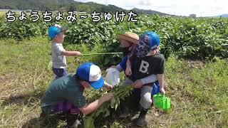 黒豆刈り紹介動画【丹波たぶち農場】