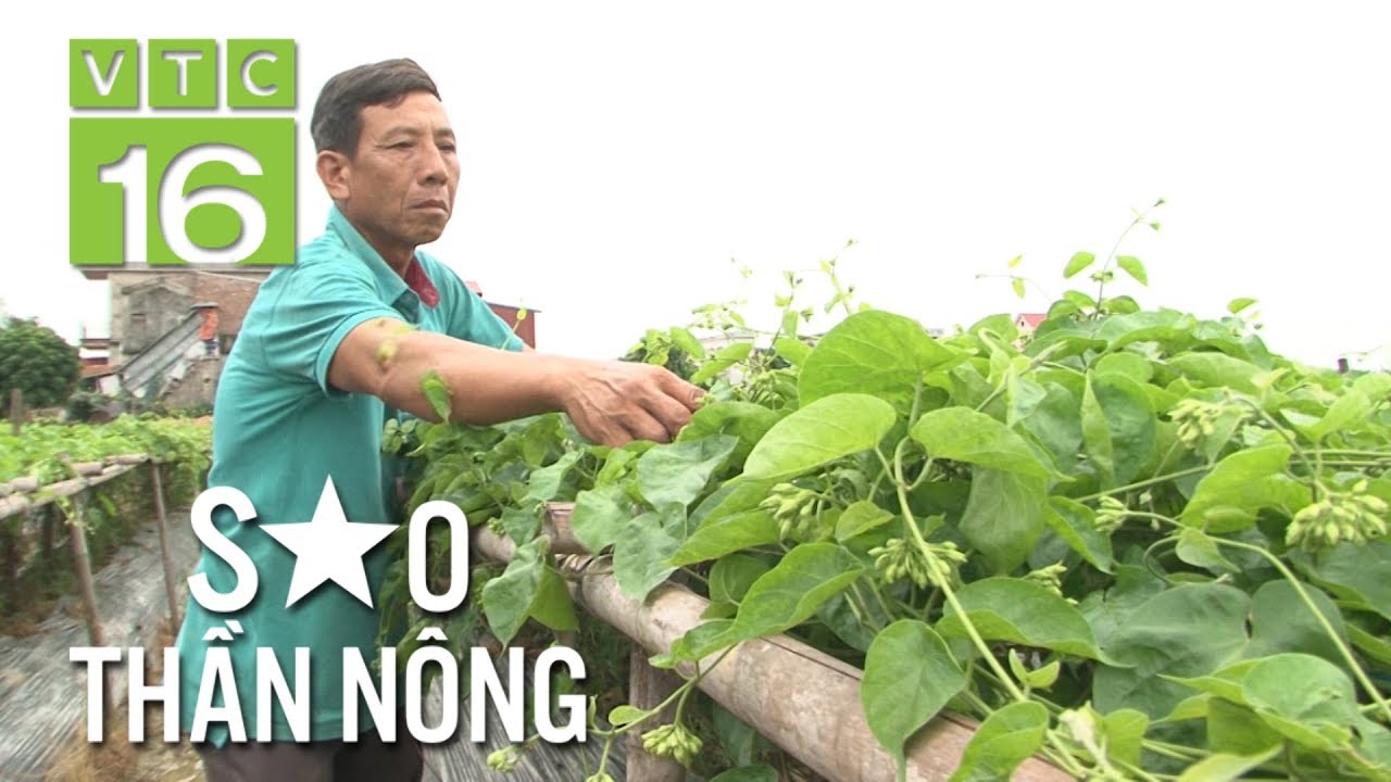 Nông dân vay tiền, thuê đất trồng hoa thiên lý | VTC16
