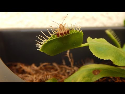 Kids Edition - Plants that Eat Meat - Carnivorous Plants Nature's Unique Insect Trappers