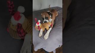Vinny the Boxer dog is grandma's favorite 😂 #dogshorts