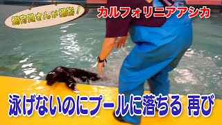 カリフォルニアアシカの赤ちゃん いつも通りのハプニングで飼育員さん焦る！