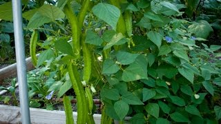 Prune Your Winged Bean To Produce More And More四棱豆整枝增产