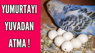 Yumurtayi Yuvadan Atma Nedenleri̇ ? Şu 