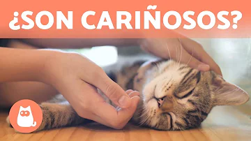 ¿Cómo demuestran su enojo los gatos?