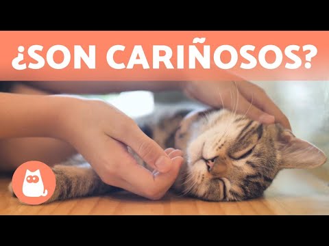 Video: Afecto Por Los Gatos: ¿naturaleza O Crianza?
