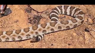 The sound of a rattlesnake. North Pasific Rattlesnake.