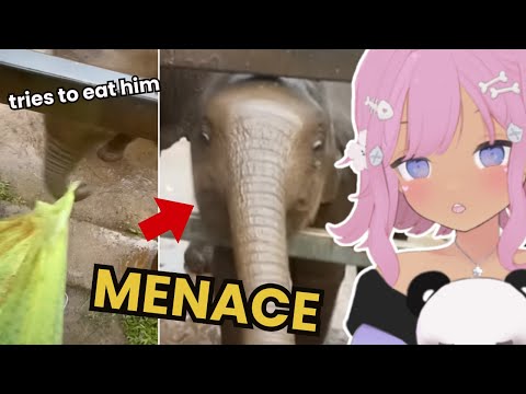Why You Can't Have a Baby Elephant for Christmas😯 | Casual Geographic React