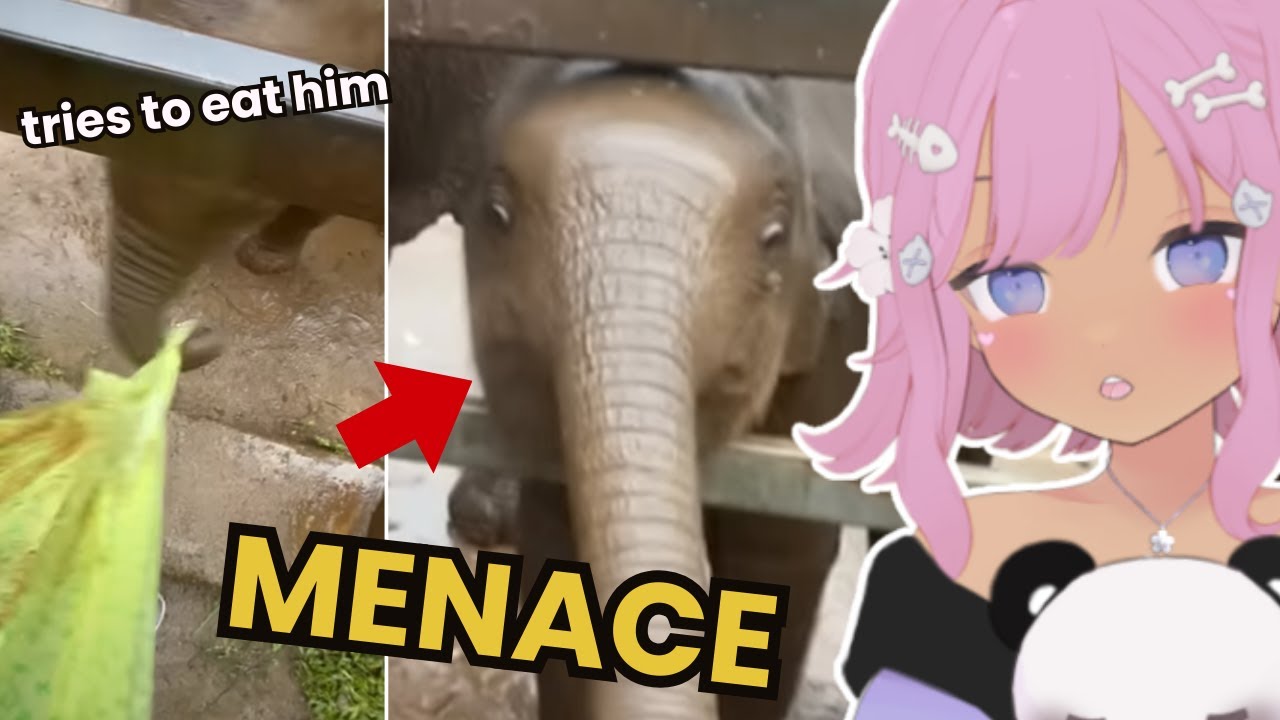 Why You Can't Have a Baby Elephant for Christmas😯 | Casual Geographic React