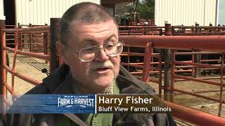 Maryland Farm & Harvest: Action at the Auction