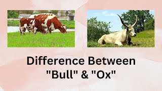 Difference Between Bull and Ox | Discover the Distinctions Between a Bull and an Ox