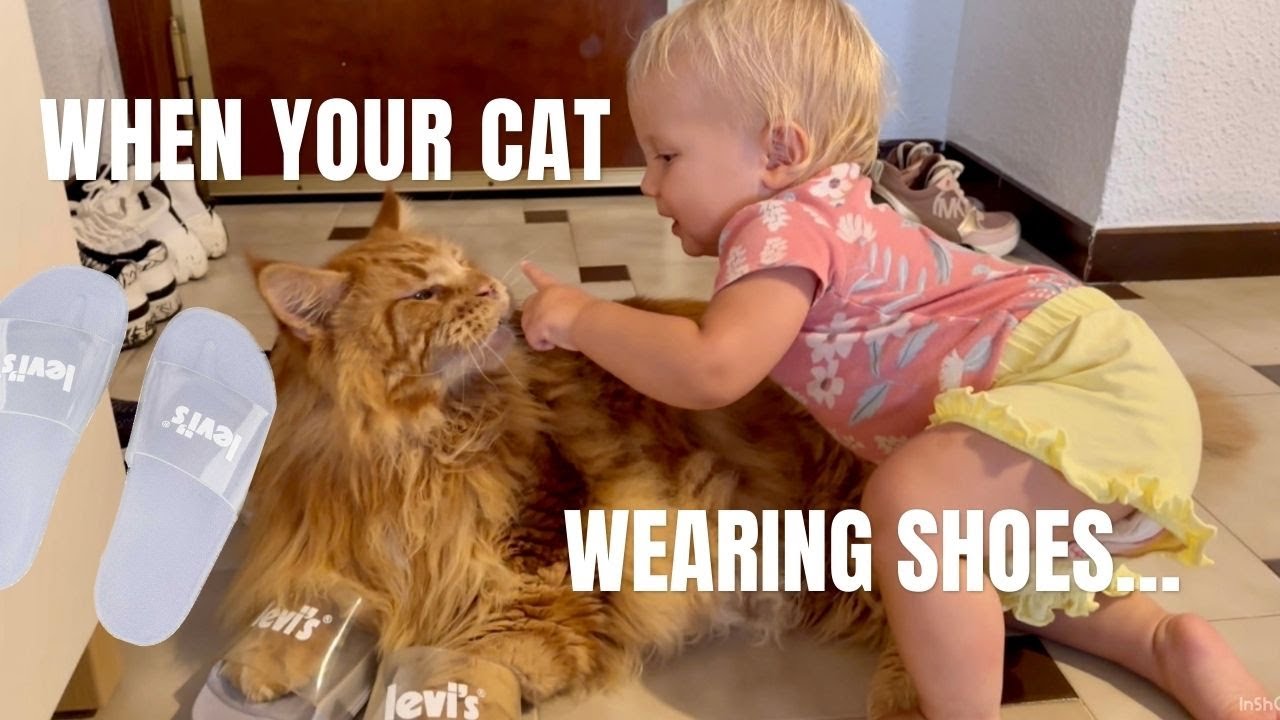 When your cat wearing shoes Baby Lika YouTube