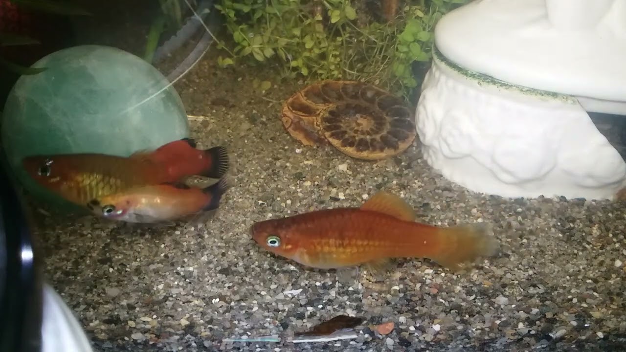 "Drum Test". 606 Drum Beat. Aquarium. Platties. PHIHR SLUG.