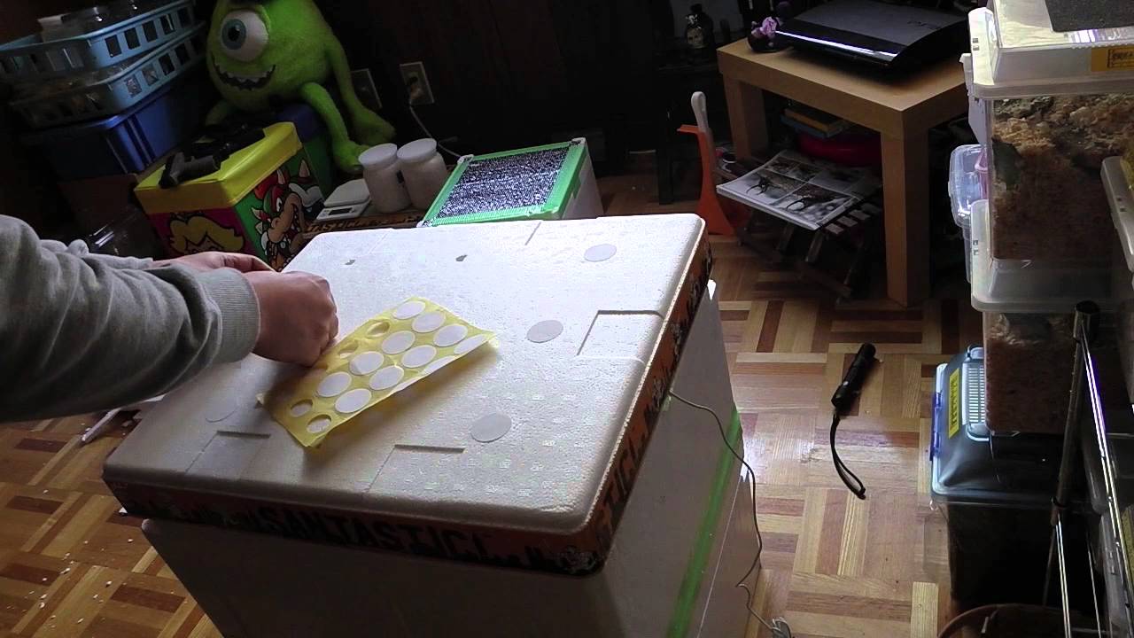 増えすぎた幼虫の為に 温室を２階建てに増室してみた 温室作成 ピタリ適温 マルチパネルヒーター ２階建て温室 Youtube