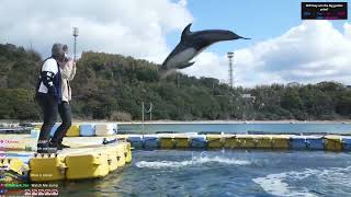 Connor and Daidus get SPLASHED by dolphin