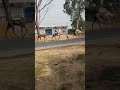 रेगिस्तान के जहाज #camel #rajsthanisong #up64 #sonbhadra