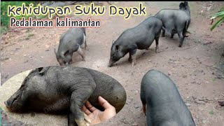 Kehidupan Suku Dayak Pedalaman Kalimantan harihari Mengumpan Babi  Lagu Dayak Kandayatn