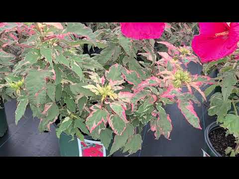 Video: Swamp Hibiscus Care - Tips for dyrking av rosemalveplanter