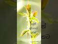 "ජීවිතය අතහරින්න එපා - අලුත් දල්ලකට ඉඩක්" හෝ "අහිමි වීම් ඇතුළේ තියෙන රහස (Motivational)"