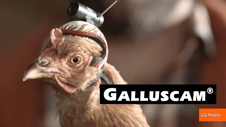 The Stabilization Power of Chicken Heads Featured in New Commercials