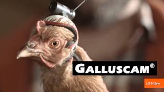 The Stabilization Power of Chicken Heads Featured in New Commercials Resimi