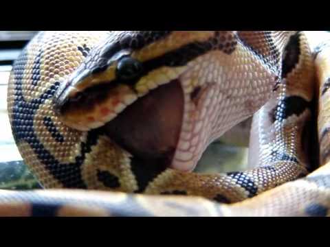 video phone beyonce mp3 Python Lunch!