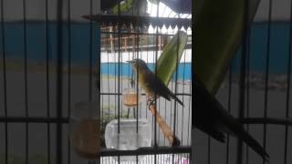 Pleci Dakun Si Petir dian Ipep Crsf
