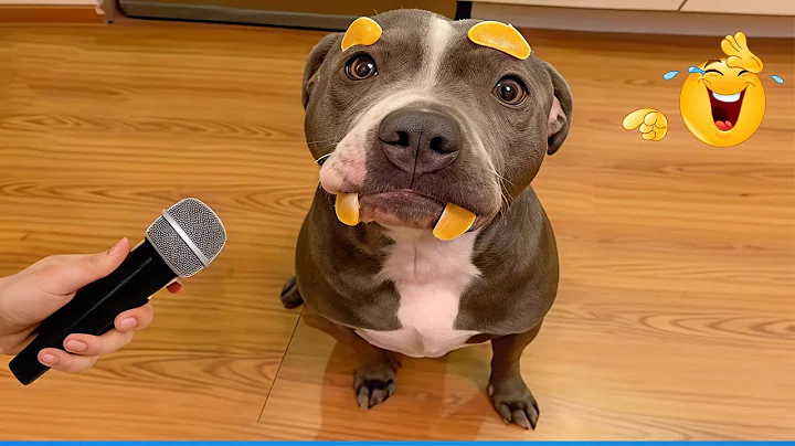 Video 11586741: funny animals funniest cats, dog compilation