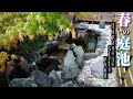 春の自作の庭池で泳ぐ錦鯉と金魚たち【2020年　春】Japanese style pond