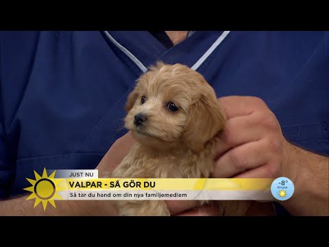 Video: Vad är orsakerna till att hunden nysar?