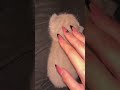 ASMR kitten🥰 cutest video ever♥️