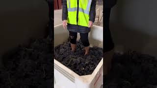 Why People Still Crush Grapes With Feet🤯 #shorts #facts #tamil