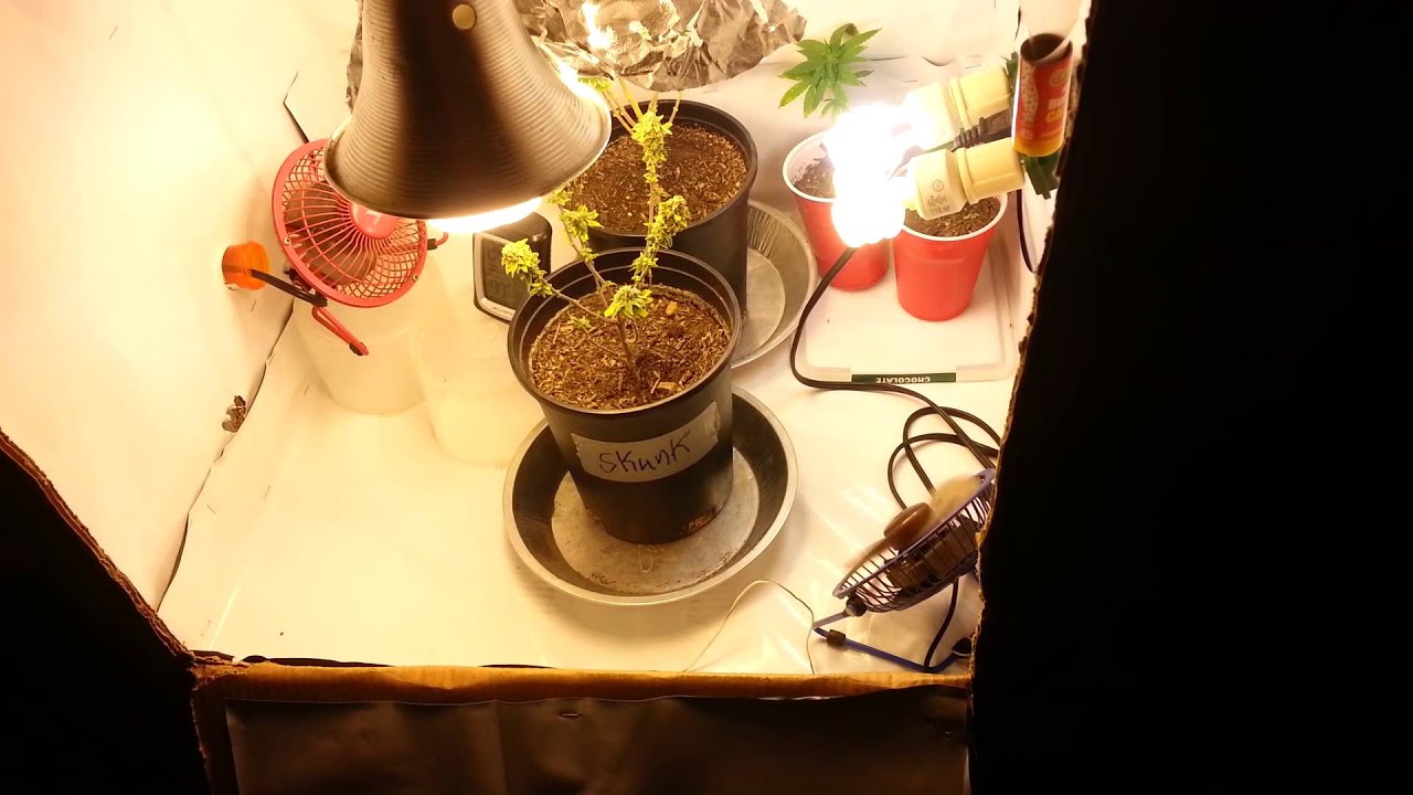 Micro Grow CFL- 2 1/2 Weeks Left!!