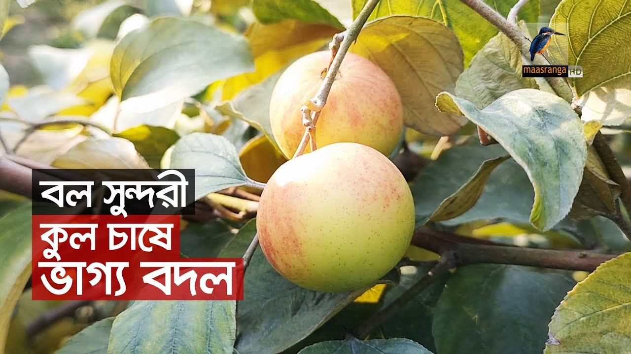 বল সুন্দরী বরই আবাদ করে ভাগ্য বদলেছে অনেকের | Kul Boroi Plant | Maasranga News