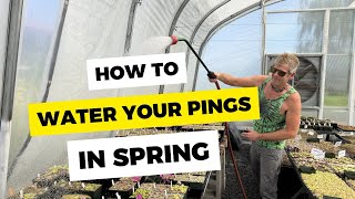 How To Water Your Pinguicula In Spring