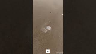 New Shows Massive Jellyfish Invasion in Ocean City
