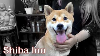 Smiling Dog  Dog Breeding  Shiba Inu / NhamTuatTV  Dog in Vietnam