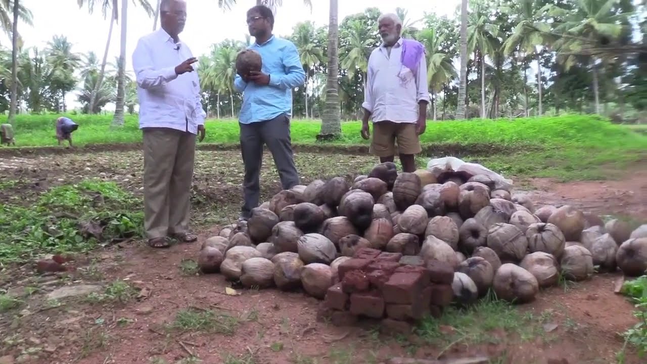 Discuss to select very good coconut nursery plant YouTube