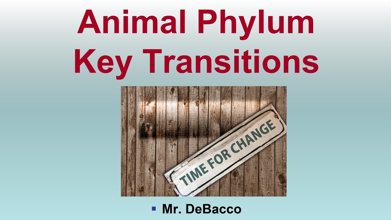 Animal Phylum Key Transitions - YouTube