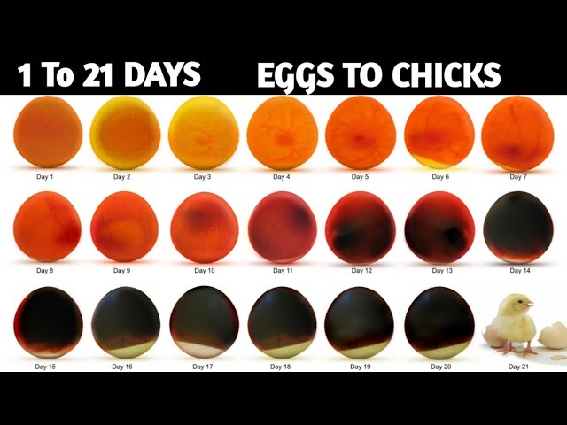 Bird Hatching Stages: Essential Insights for Every Bird Lover