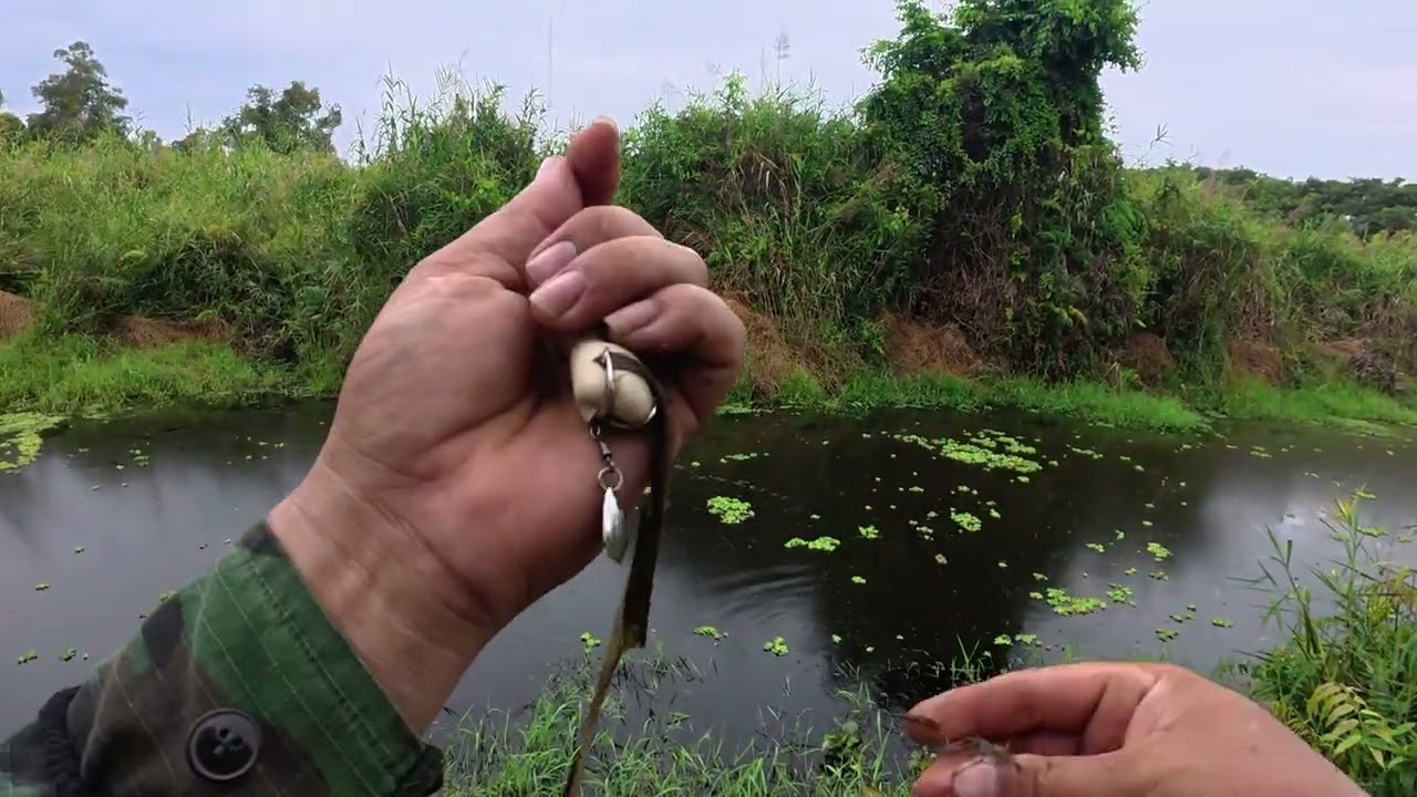 Câu cá lóc rừng u minh hạ lên được nhiều cá to 