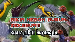 Download Lagu sangat ampuh|| suara pikat burung paling heboh||bikini penasaran burung liar MP3