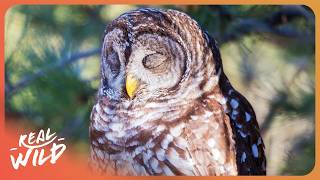 3 HOURS OF WINTER ANIMAL FACTS TO FALL ASLEEP TO