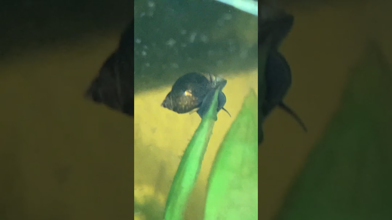 Tiny baby mystery snail is bombing along this fake aquarium plant leaf