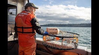 WDFW biologists monitor crab in Puget Sound
